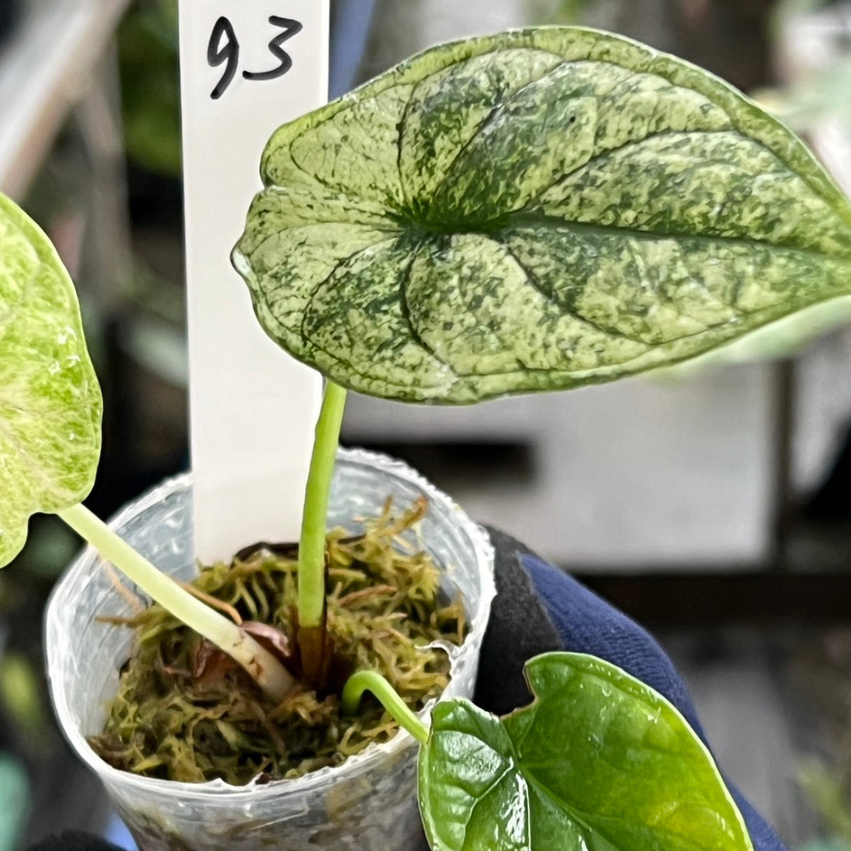 シロウト園芸選抜】【希少】アロカシア 'ドラゴンスケール' ミント 2号