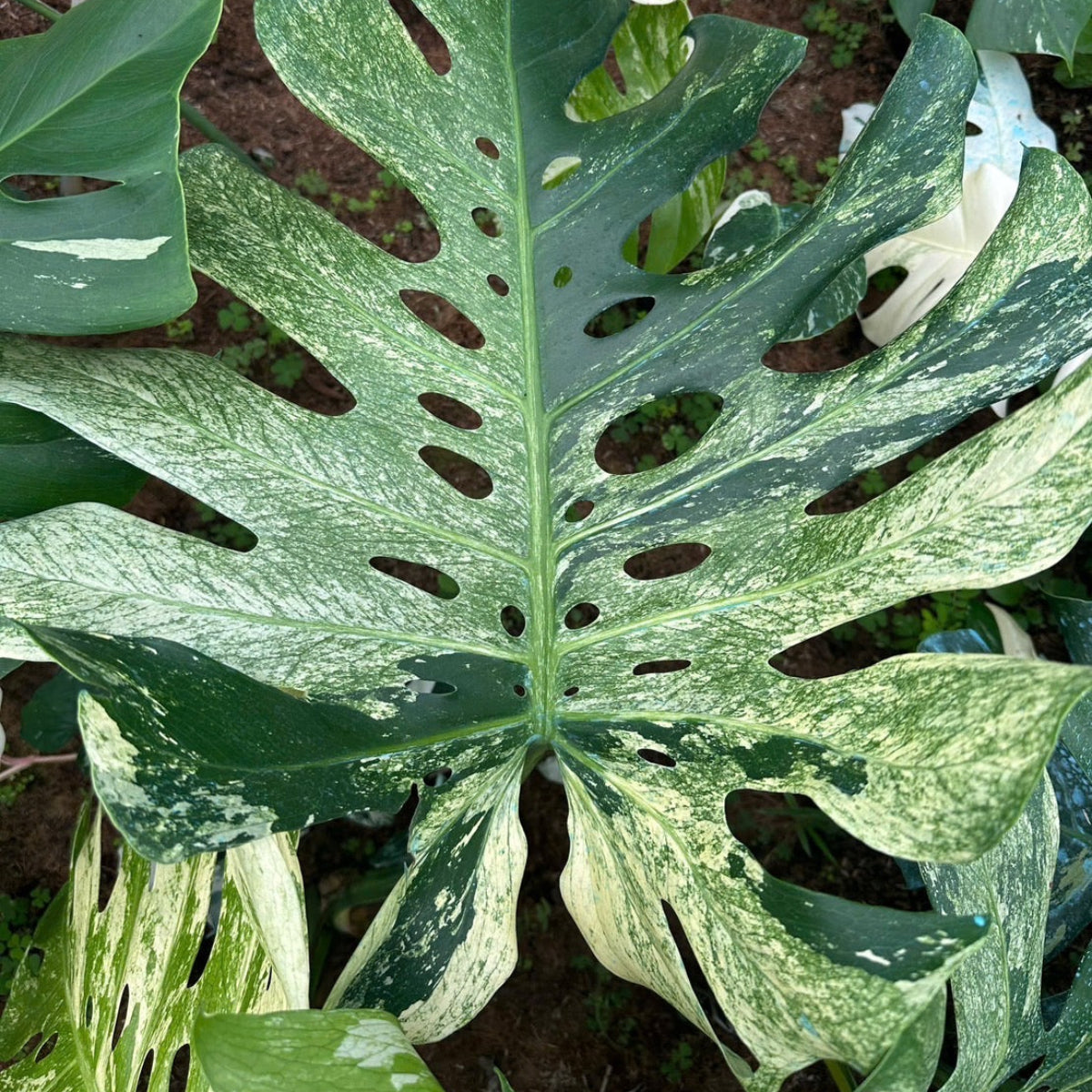 限定2株/シロウト園芸選抜】モンステラ デリシオーサ 'ミント 斑入り'2