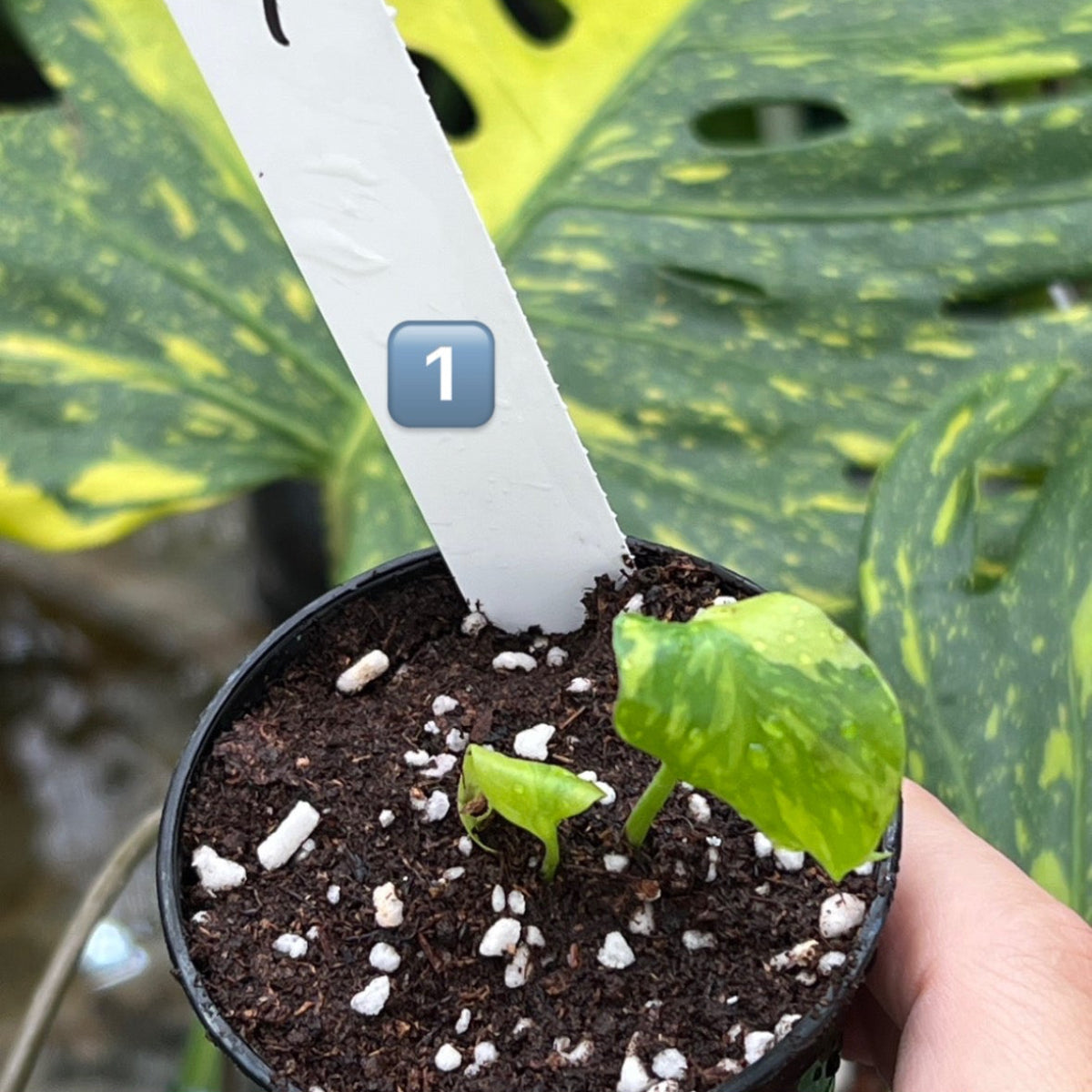 希少】モンステラ デリシオーサ 'エレクトロライト' – RARE PLANTS