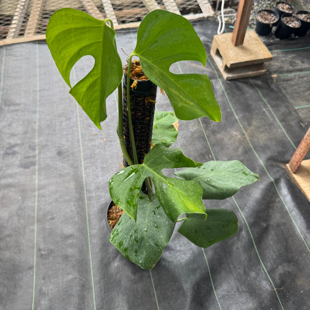 モンステラ・デリシオーサ var.シエラナ 4号サイズ – RARE PLANTS