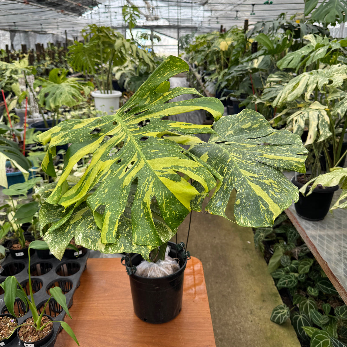 希少】モンステラ デリシオーサ 'エレクトロライト' – RARE PLANTS