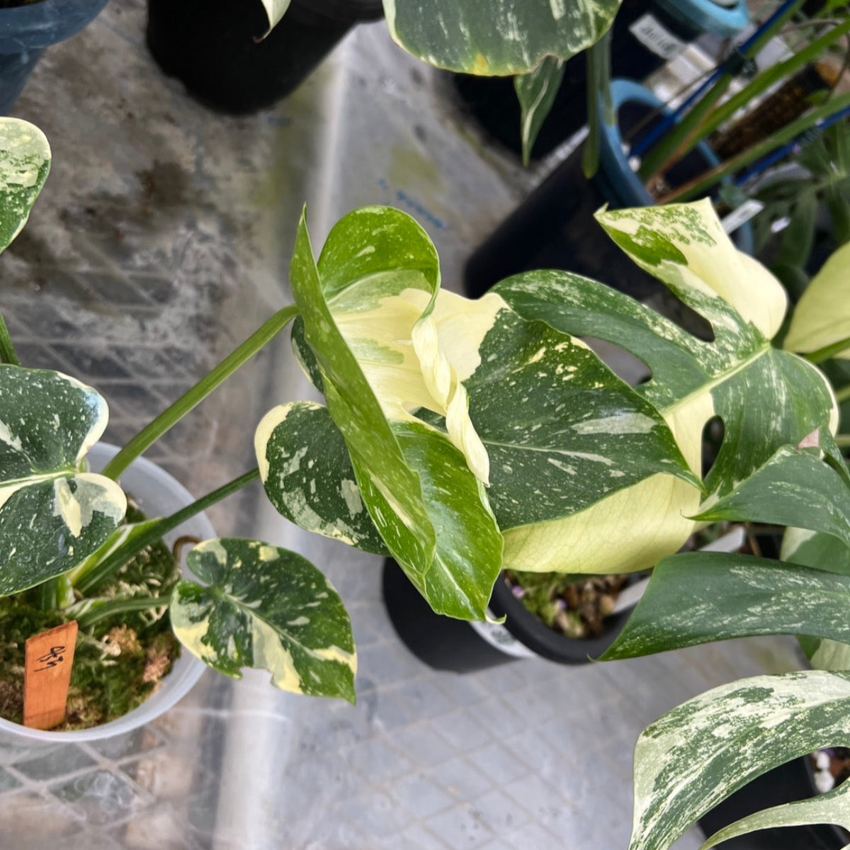 コレクション】【モンステラ デリシオーサ 'タイコンステレーション