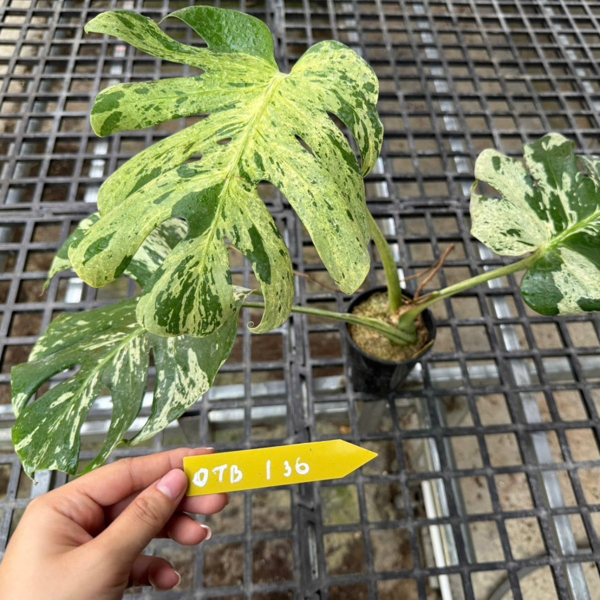 3日間限定受付/予約販売】モンステラ・デリシオーサ 'ベトシオーサ