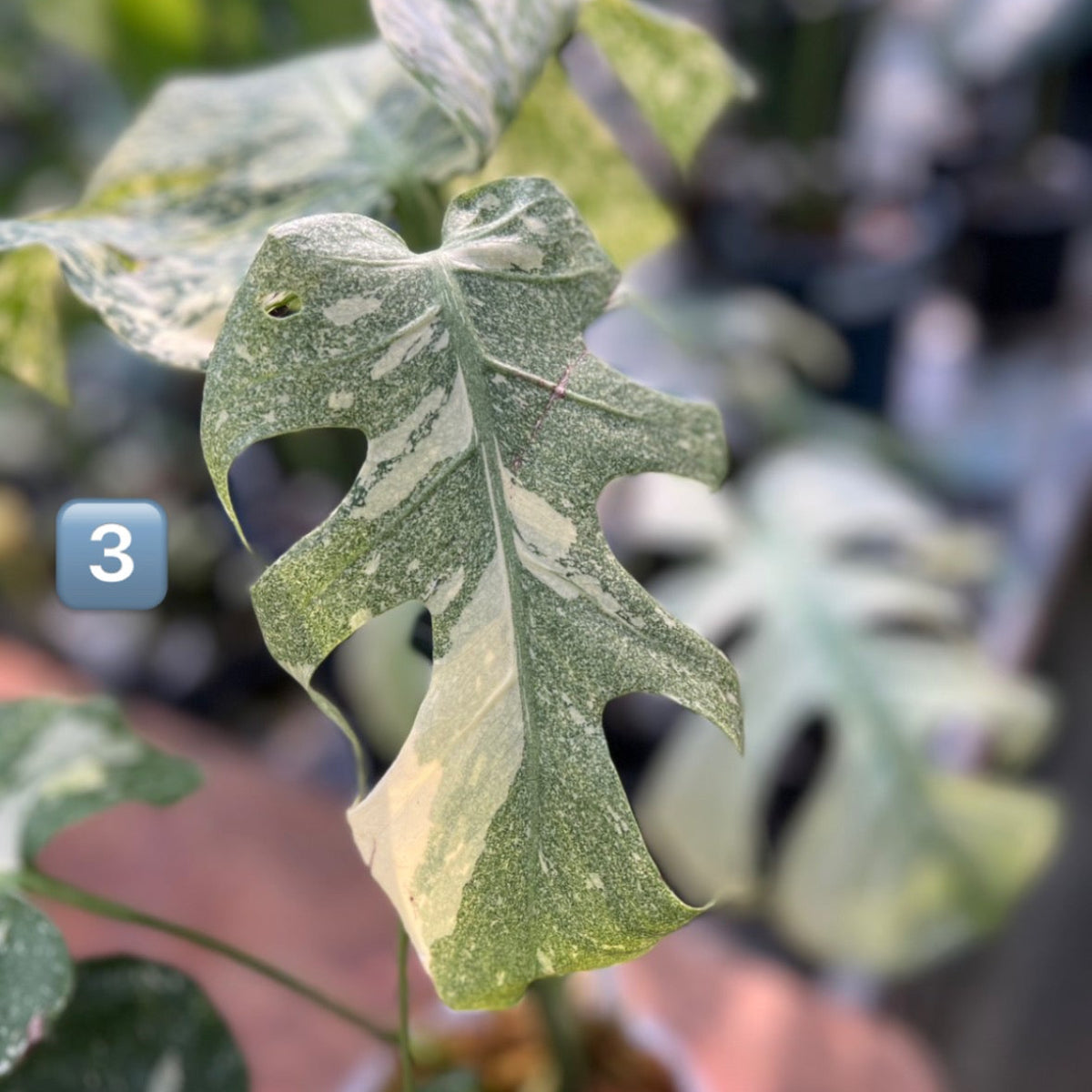 希少】モンステラ・デリシオーサ 'タイコンステレーション【スター