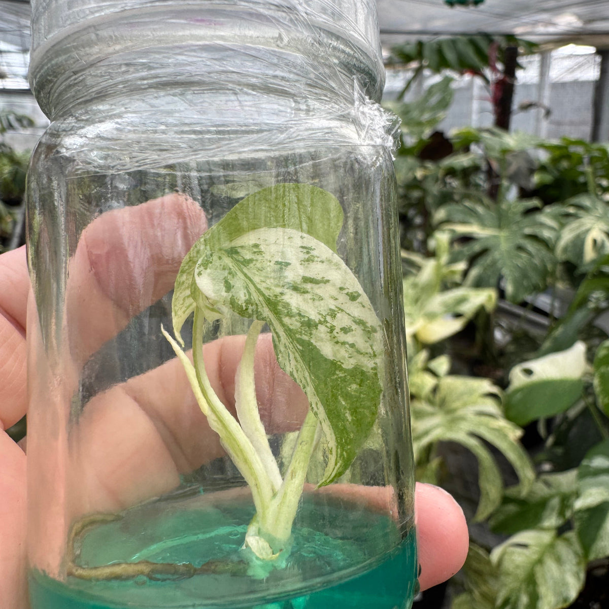 限定】モンステラ デリシオーサ 'ミント 斑入り'組織培養（TC）株