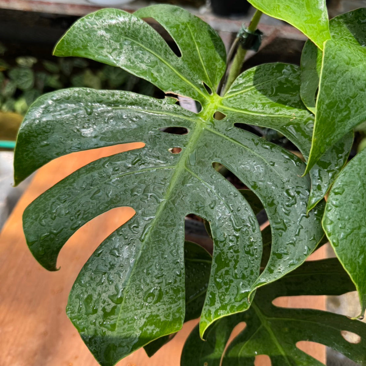 希少】モンステラ デリシオーサ 'マクロコズム' – RARE PLANTS JAPAN