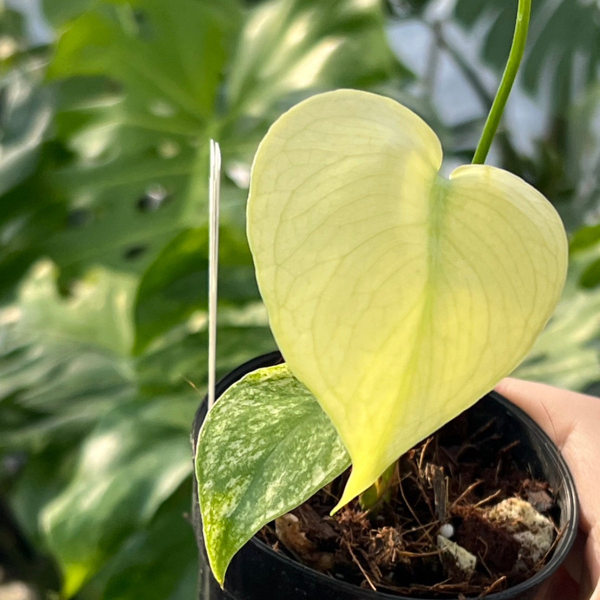 モンステラデリシオーサホワイトモンスター天津蘭 鉢ごと発送