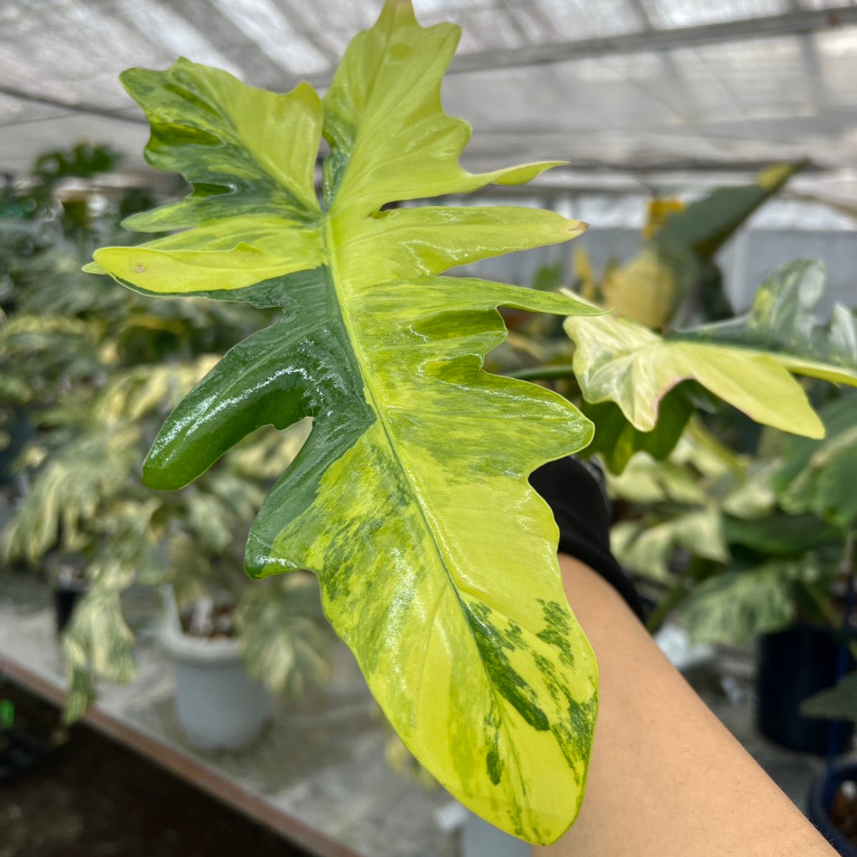 希少/コレクション】新種 フィロデンドロン 'キティナ'（フロリダ