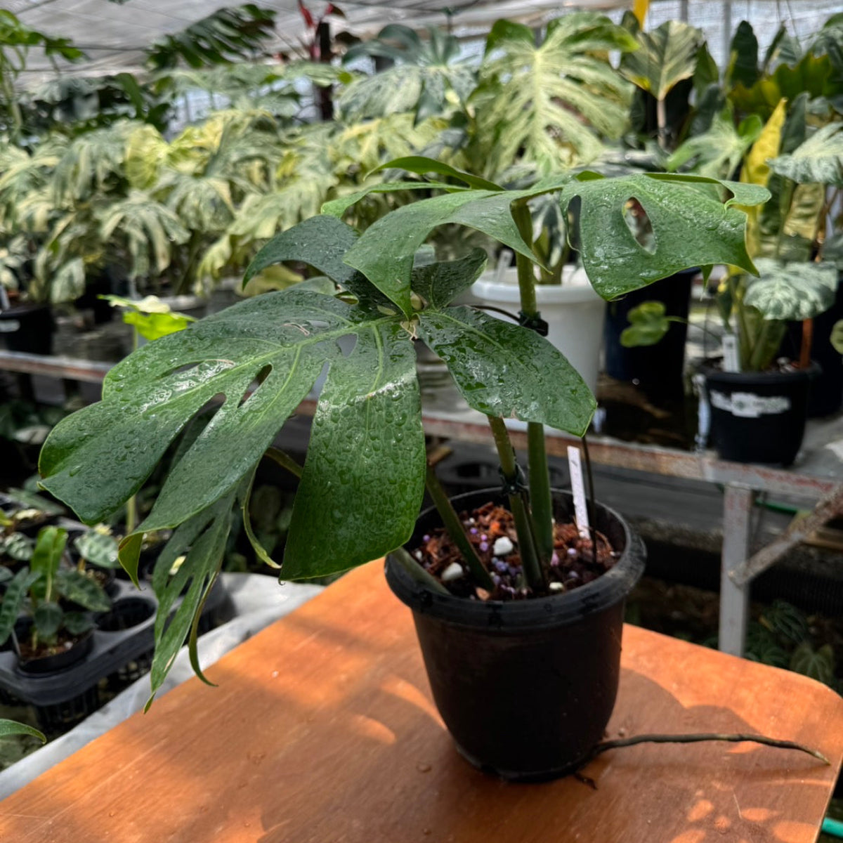 希少】モンステラ デリシオーサ 'マクロコズム' – RARE PLANTS JAPAN