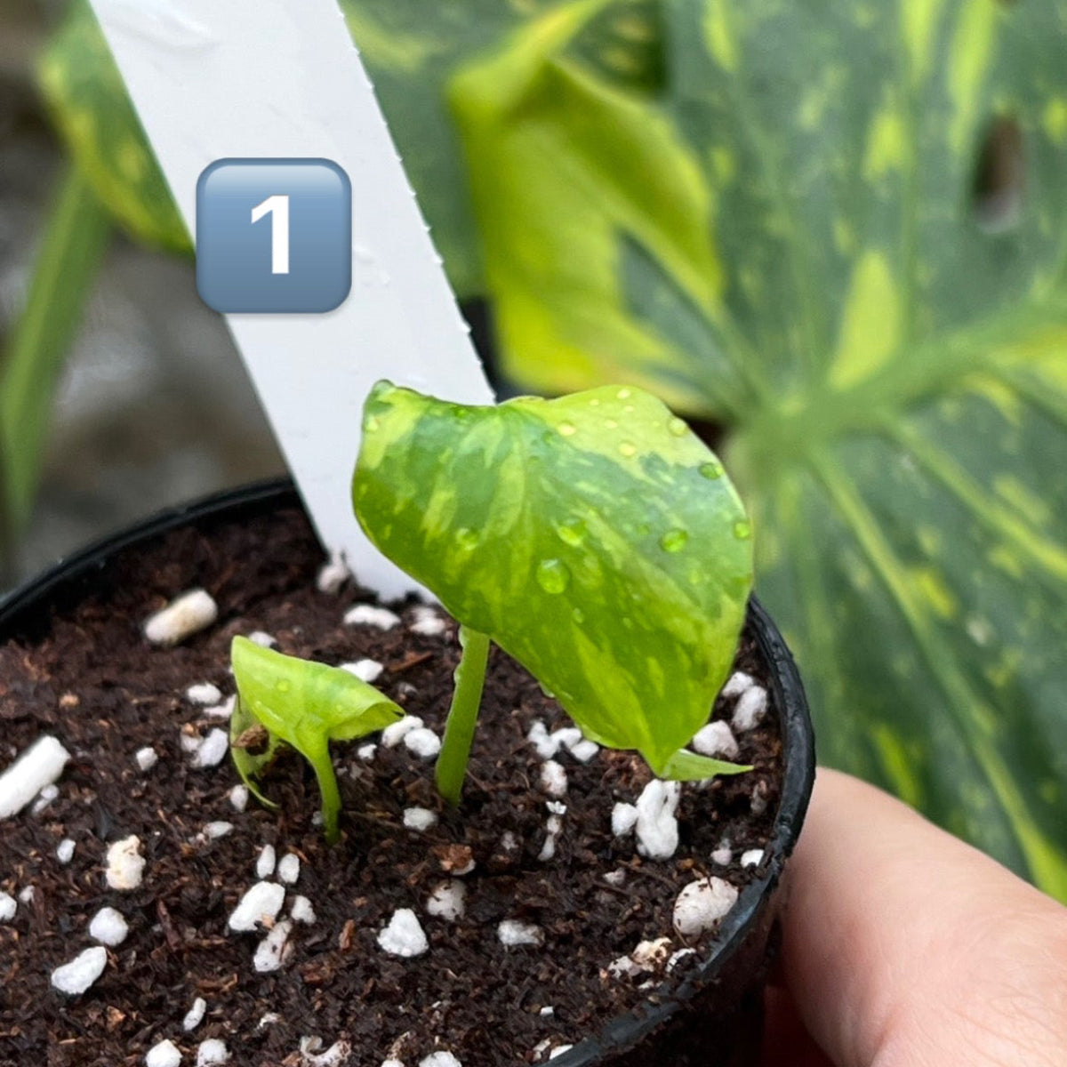 希少】モンステラ デリシオーサ 'エレクトロライト' – RARE PLANTS