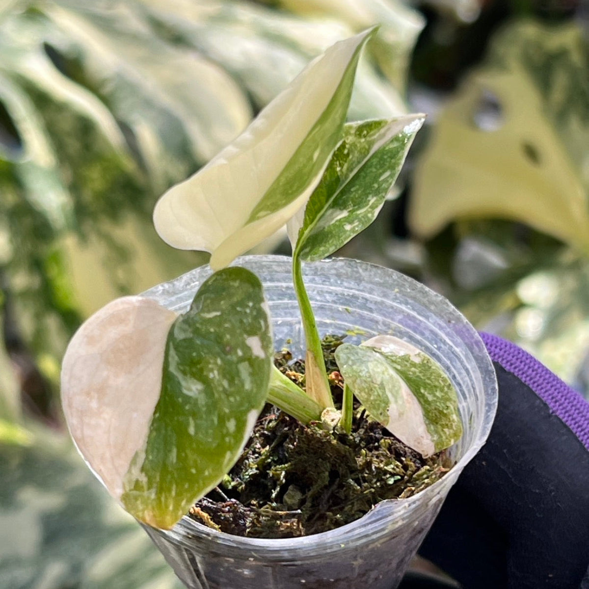 プロが選抜【2号サイズ】モンステラ・デリシオーサ 'タイコンステ