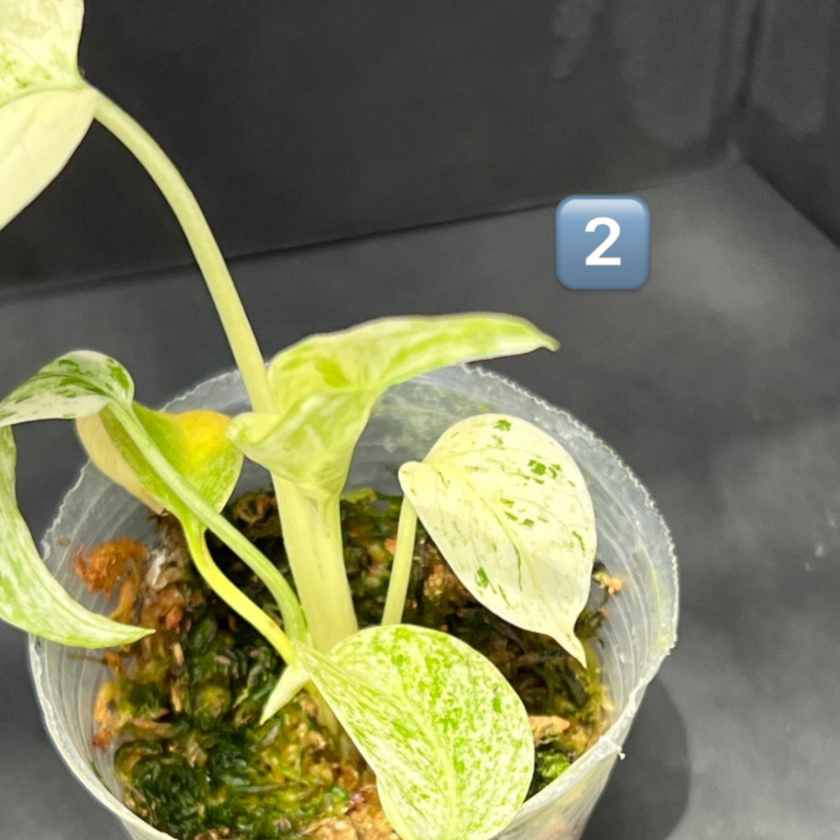 限定1株ずつ】モンステラ・デリシオーサ 'レガシー' / 'ミント' – RARE