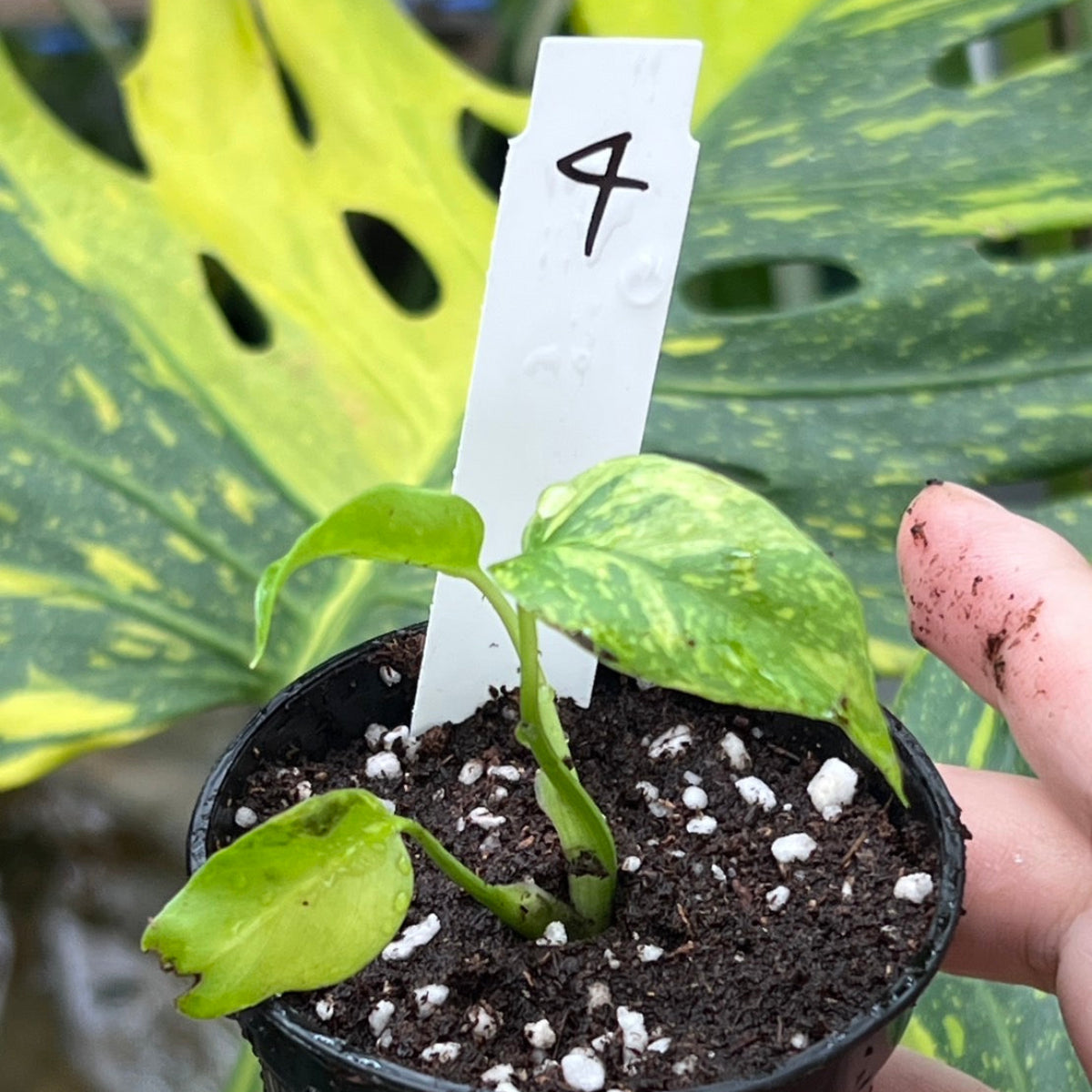 希少】モンステラ デリシオーサ 'エレクトロライト' – RARE PLANTS