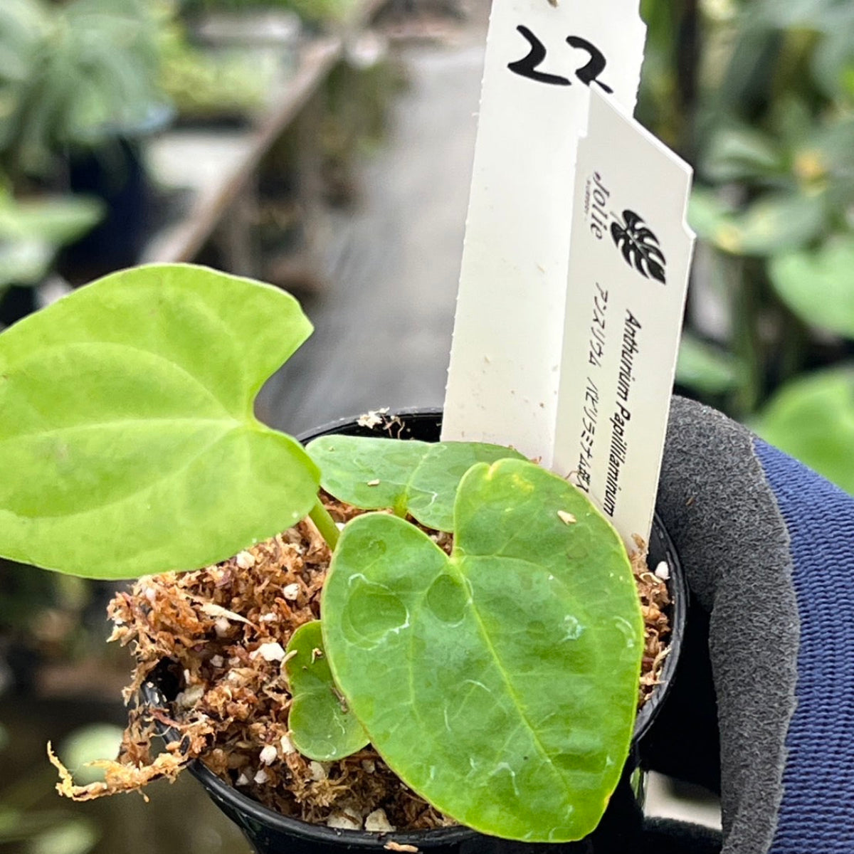 の*ら様 Anthurium AOS✖️RVDP斑入り アンスリウム エースオブ