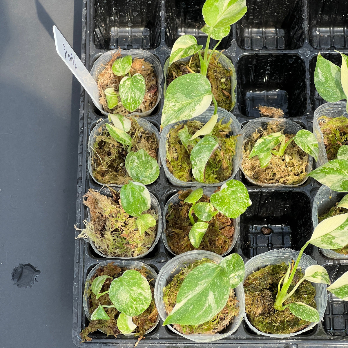 選抜株/2号サイズ】モンステラ・デリシオーサ 'タイコンステレーション