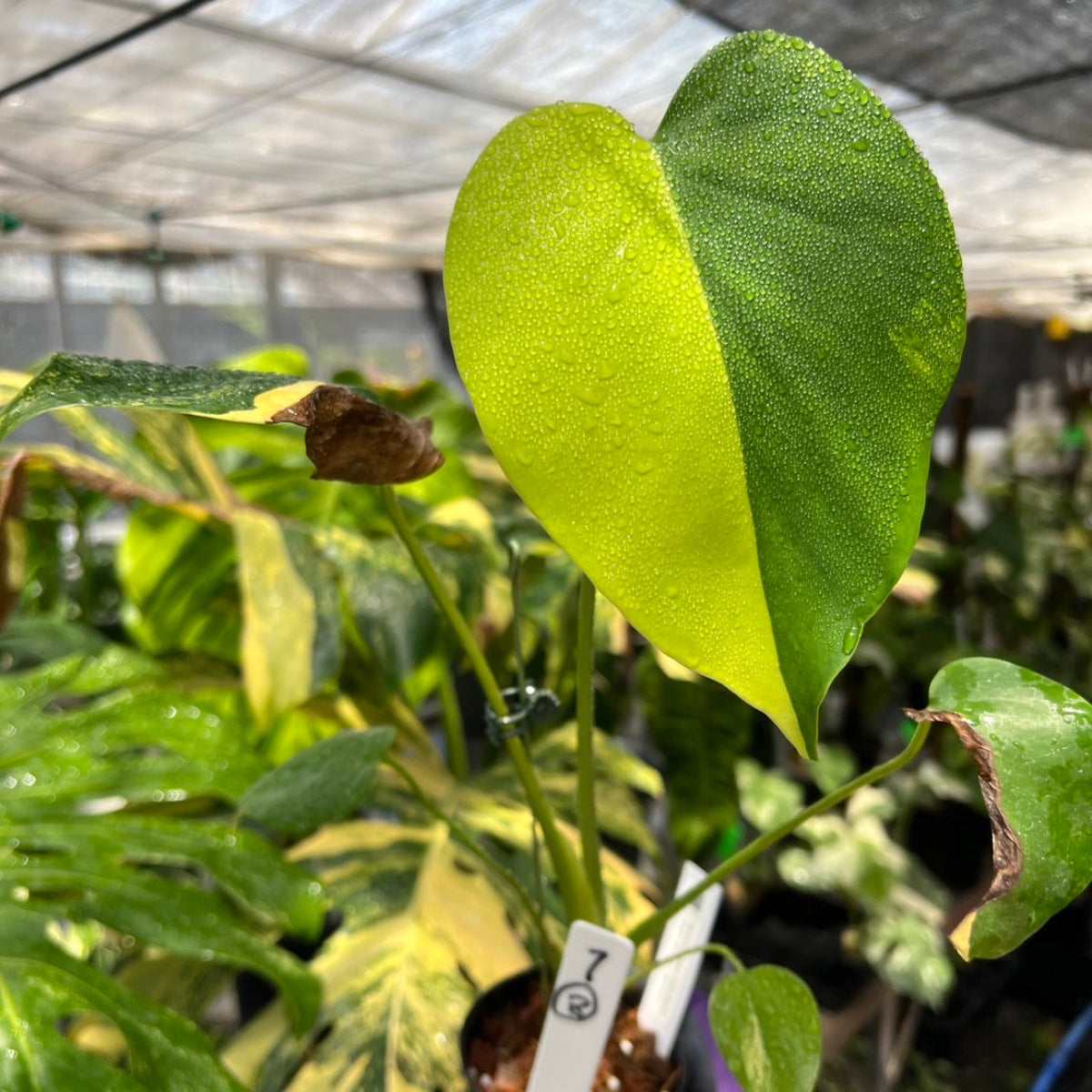 選抜株/3号サイズ】モンステラ・デリシオーサ 'イエローマリリン' 親株