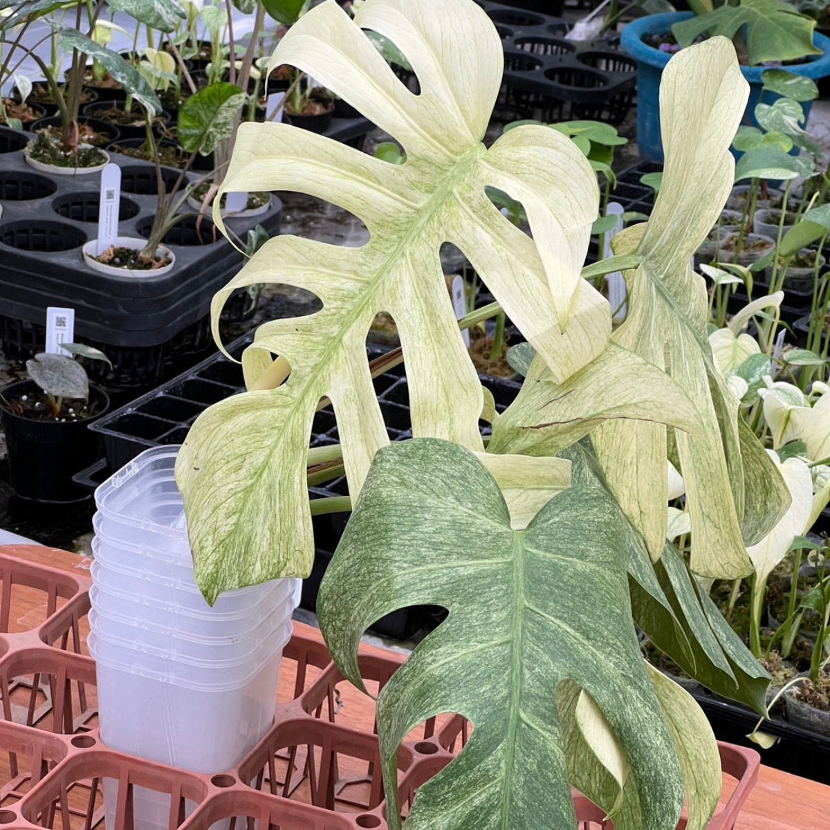 厳選/コレクション】モンステラ 'ボルシギアナミント' – RARE PLANTS