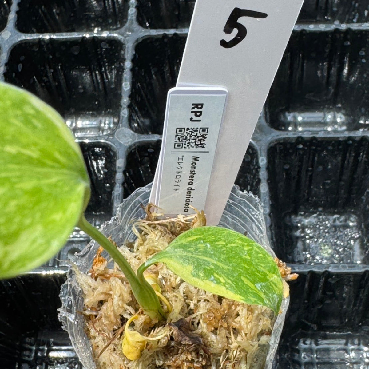 数量限定】モンステラ デリシオーサ 'エレクトロライト' – RARE PLANTS