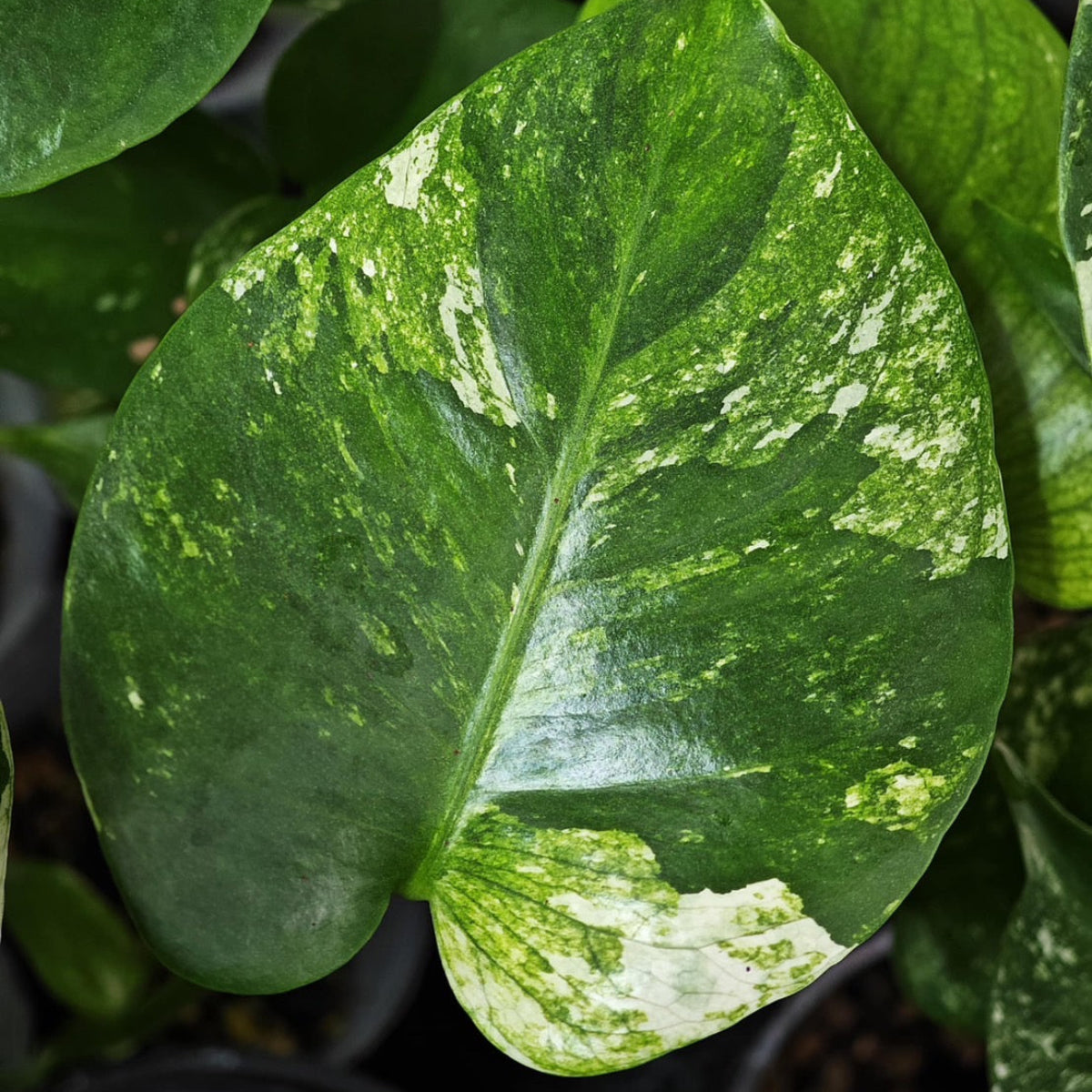 予約販売】【コレクション】モンステラ デリシオーサ 'ミント トリ