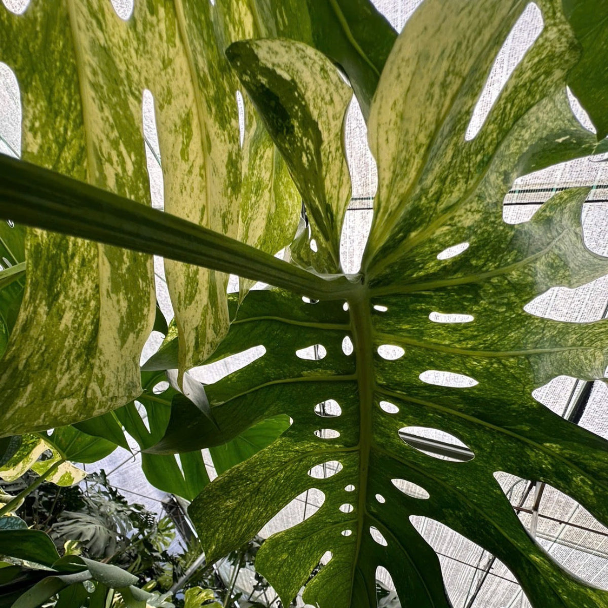 限定2株/シロウト園芸選抜】モンステラ デリシオーサ 'ミント 斑入り'2