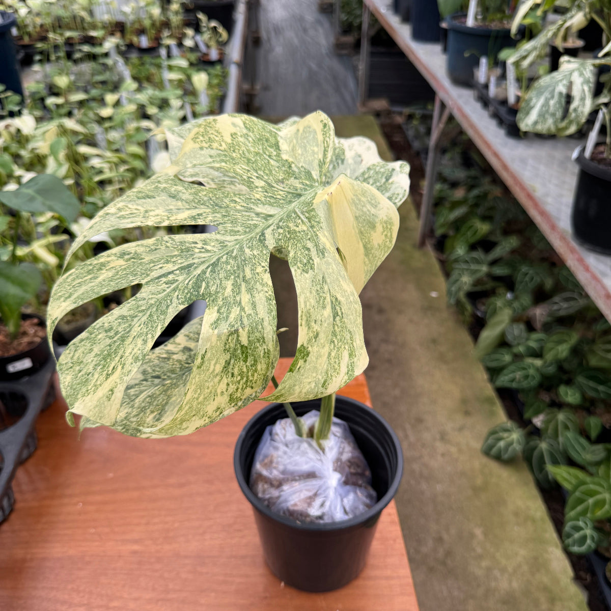 コレクション】モンステラ デリシオーサ 'タイコンステレーション