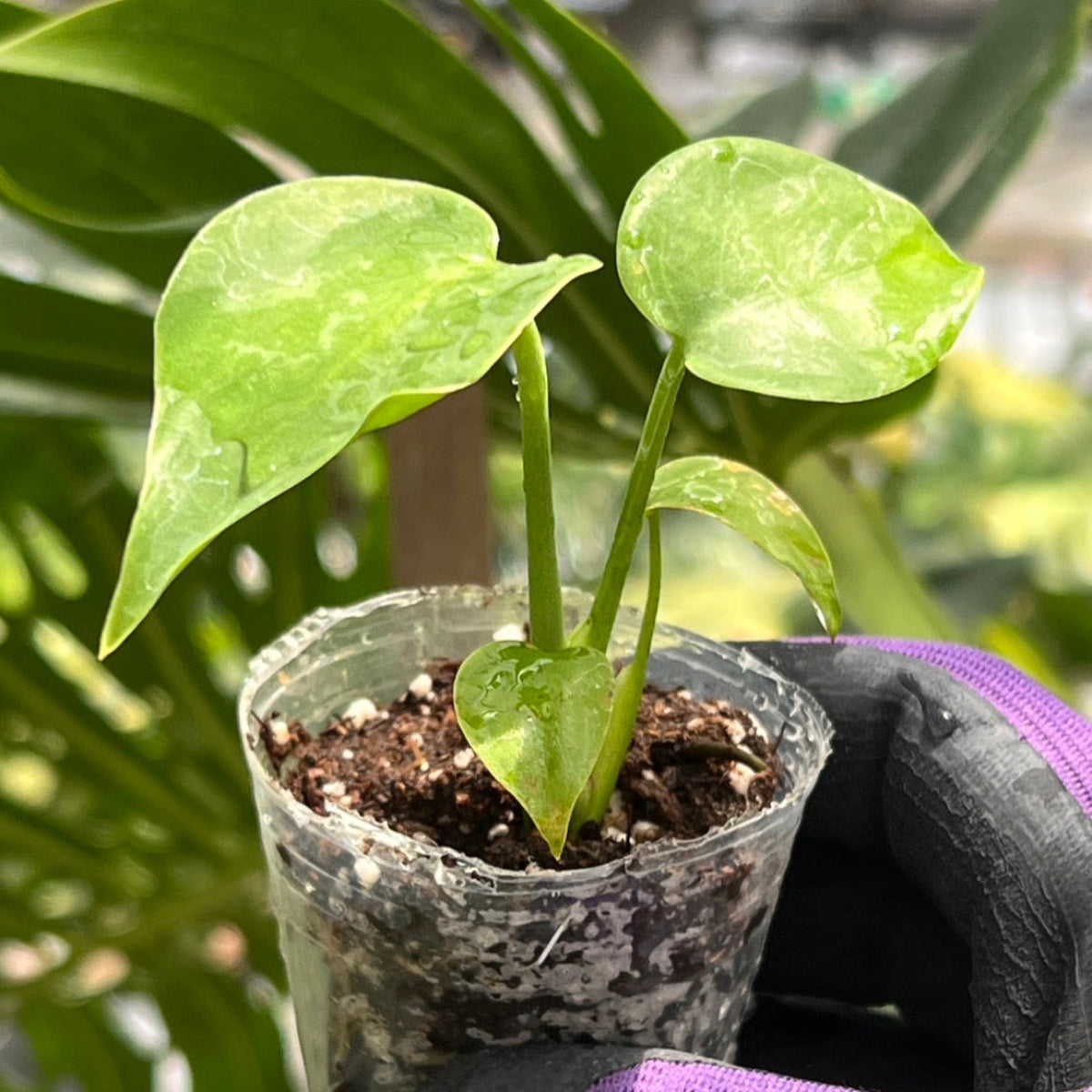 モンステラ・デリシオーサ 'コンパクタ' 2寸ポリポット – RARE PLANTS