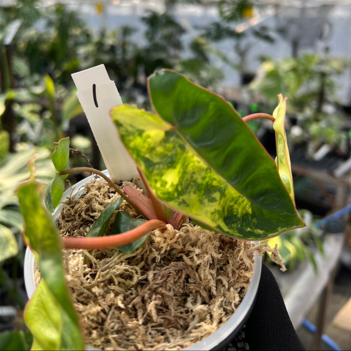 フィロデンドロン・ビレッティア 斑入り 3.5号サイズ – RARE PLANTS