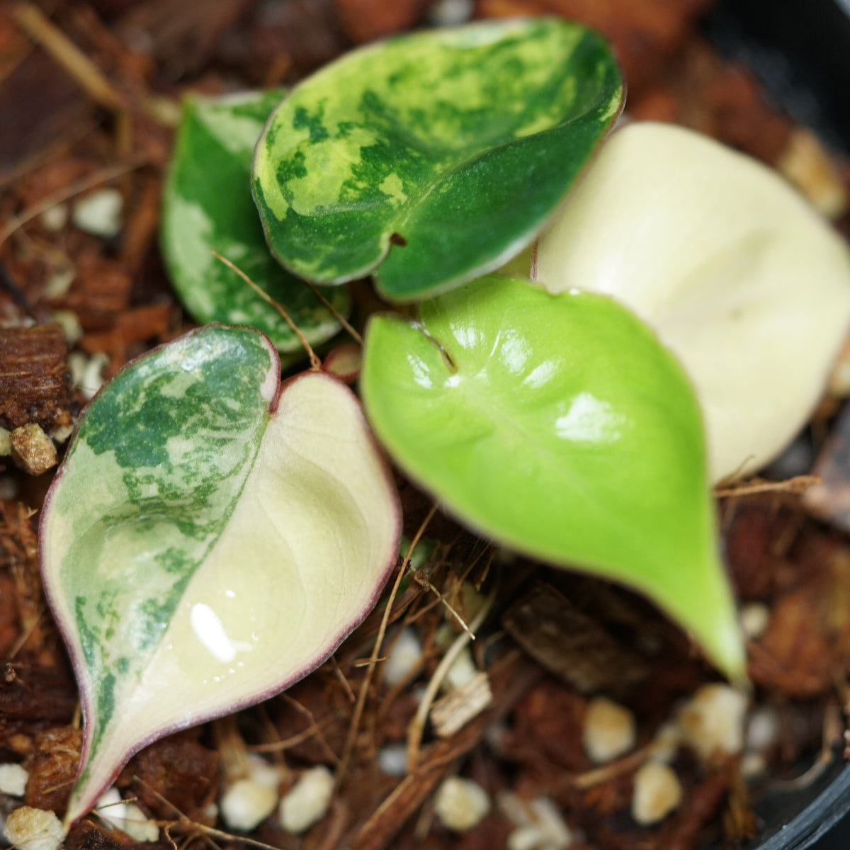 フィロデンドロン・ビレッティア 斑入り 3号サイズ – RARE PLANTS