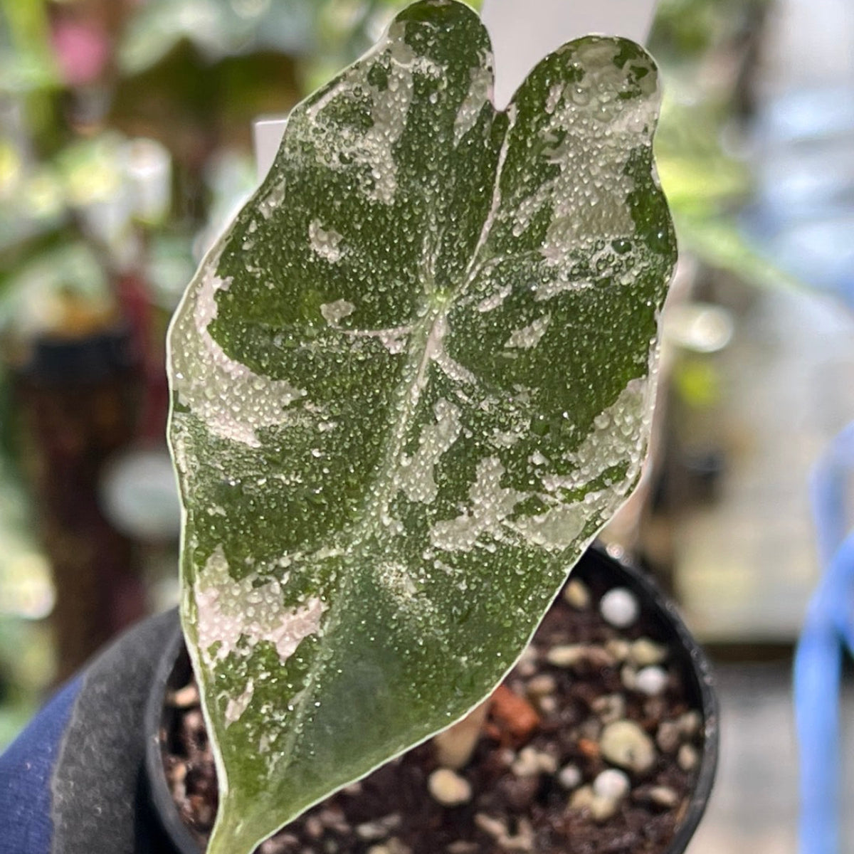 コレクション】アロカシア プセウド サンデリアナ ピンク斑入り 3号