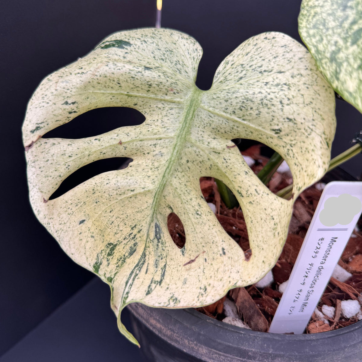 コレクション】モンステラ・デリシオーサ 'サイアムミント' – RARE