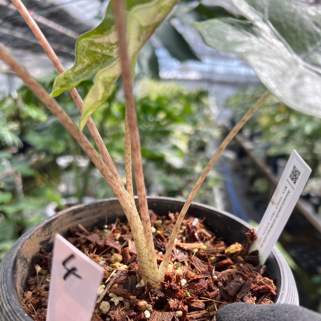 コレクション／親株サイズ】アロカシア プセウド サンデリアナ ピンク