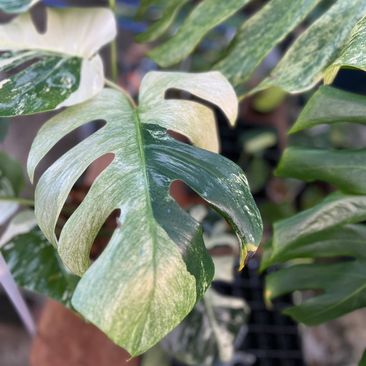 BS2 モンステラ ボルギシアナ x デリシオーサ ミント 美斑入り株 1