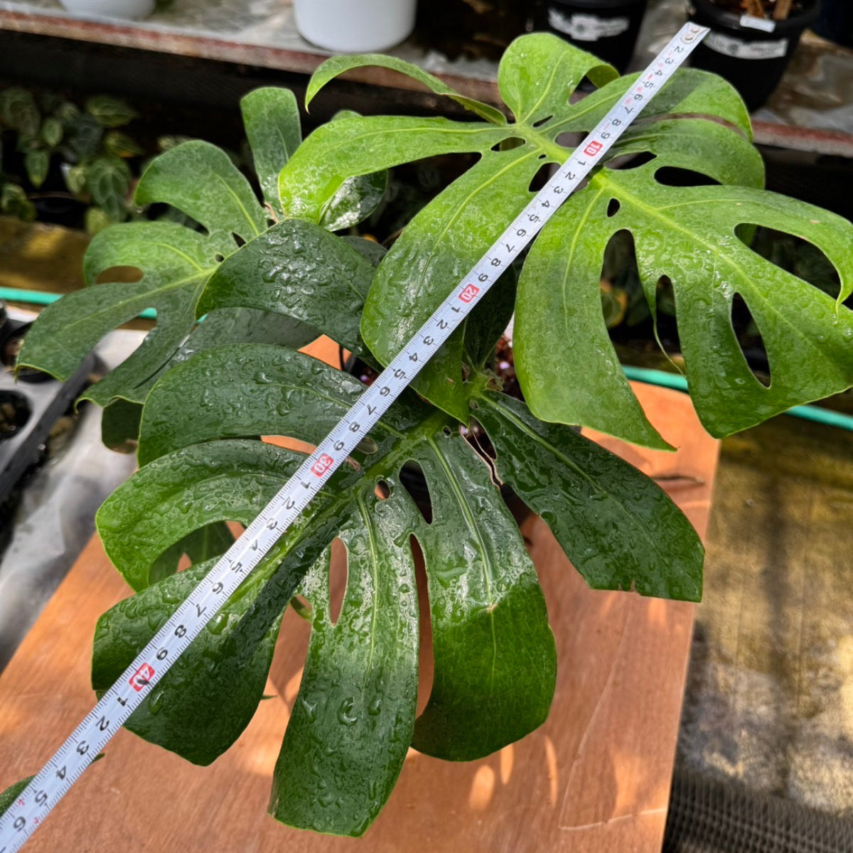 k*j様 モンステラデリシオーサマクロコズム大型葉希少系統鉢植え