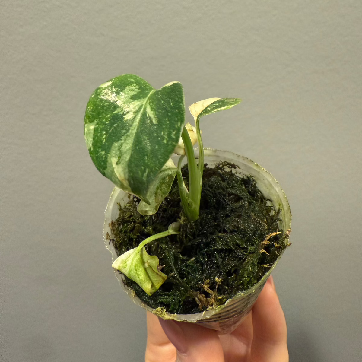 選抜株/2号サイズ】モンステラ・デリシオーサ 'タイコンステレーション