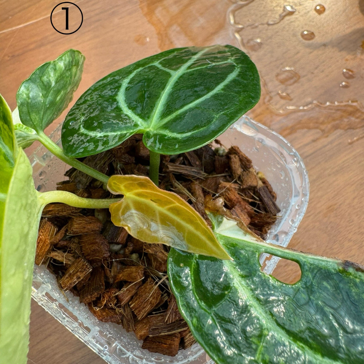 コレクション】アンスリウム 'クリスタルシルバー バリエガータ