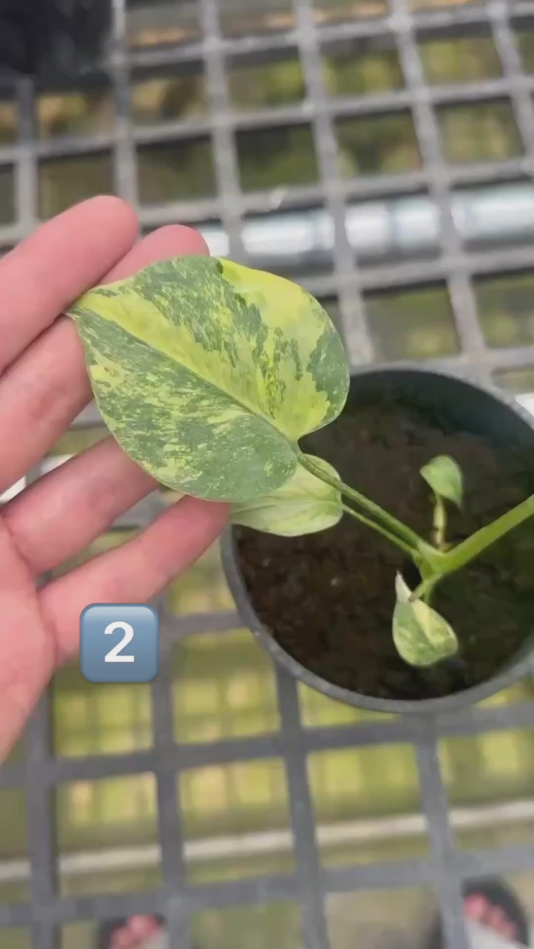 予約販売】【コレクション】モンステラ・デリシオーサ 'ミラクル (タイ