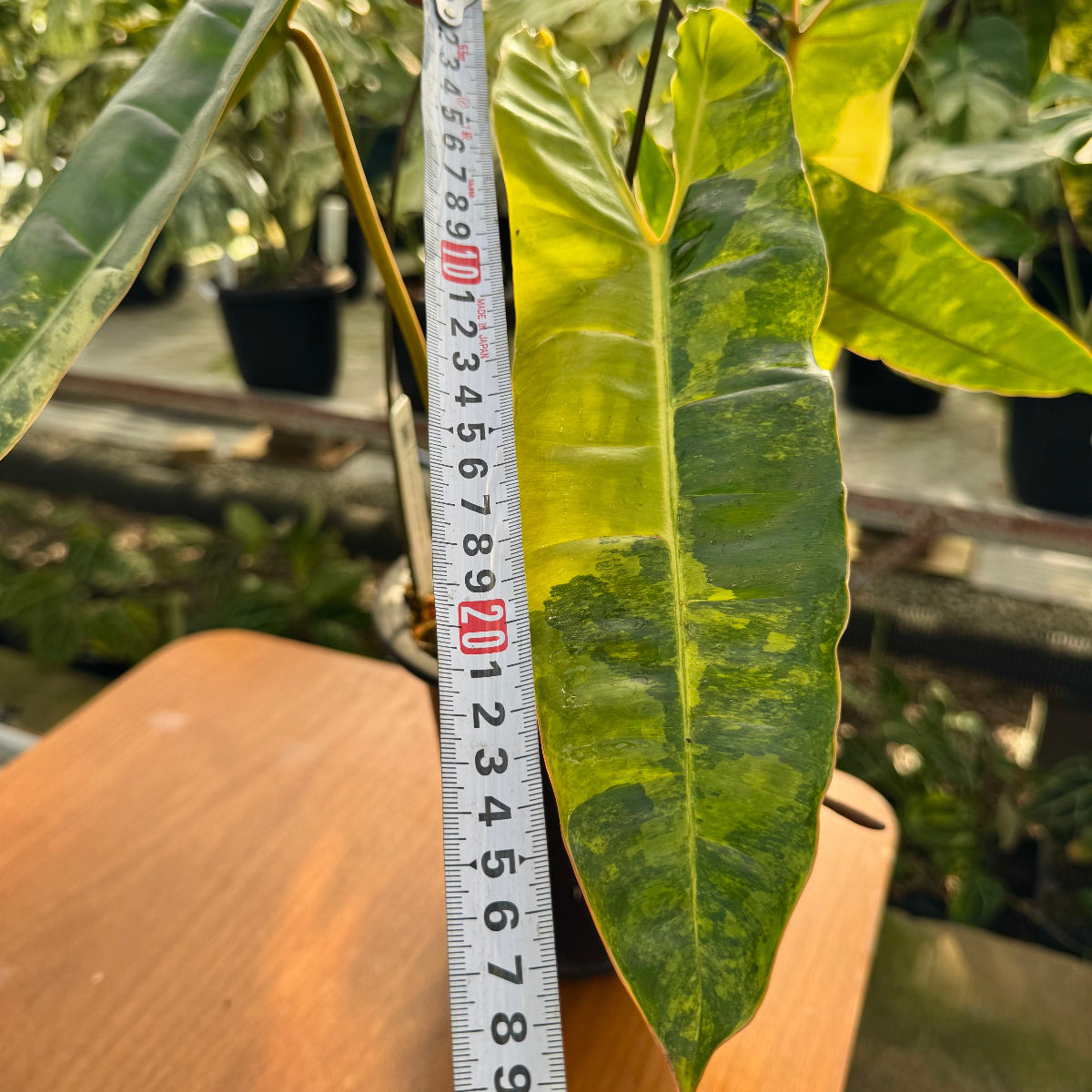 コレクション】フィロデンドロン・ビレッティア 斑入り 親株サイズ