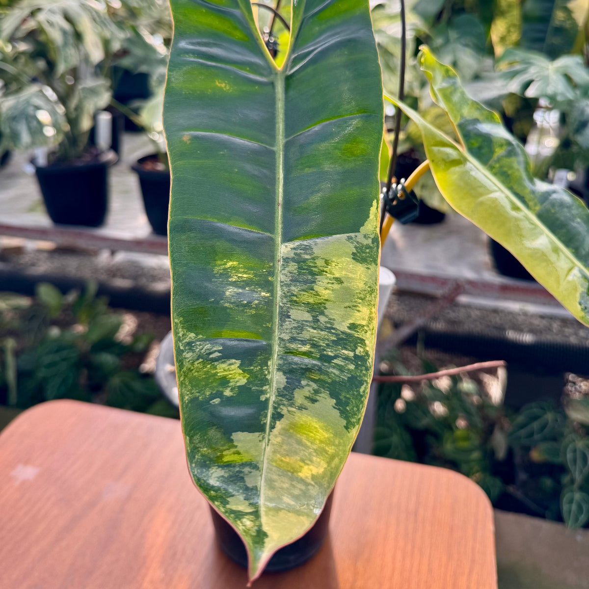 コレクション】フィロデンドロン・ビレッティア 斑入り 親株サイズ