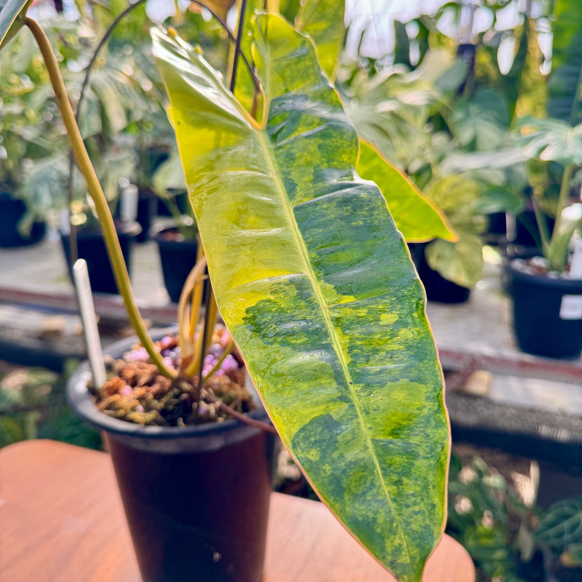 コレクション】フィロデンドロン・ビレッティア 斑入り 親株サイズ