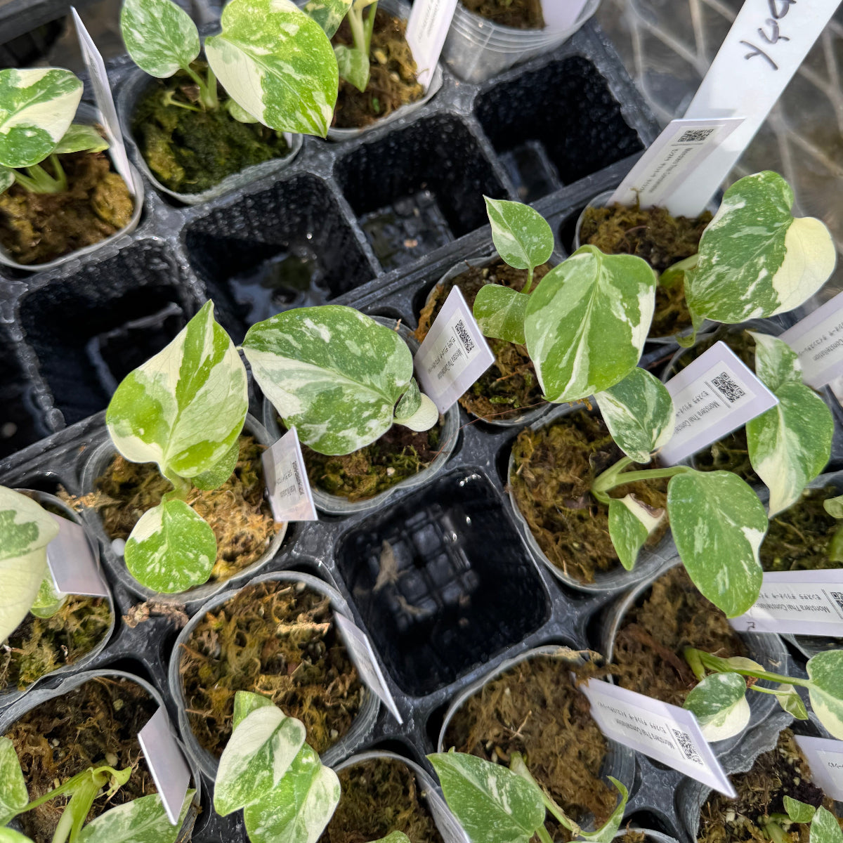 選抜株/2号サイズ】モンステラ・デリシオーサ 'タイコンステレーション