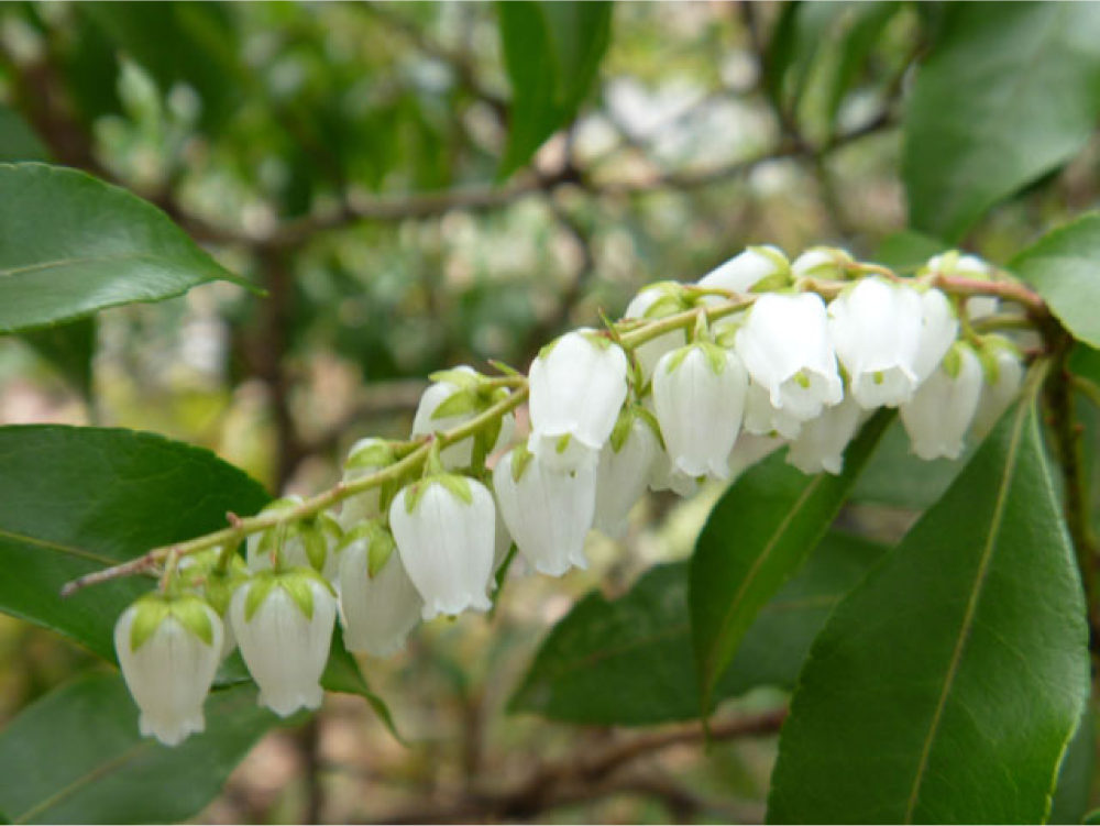 アセビ / 馬酔木 – レンデフロール