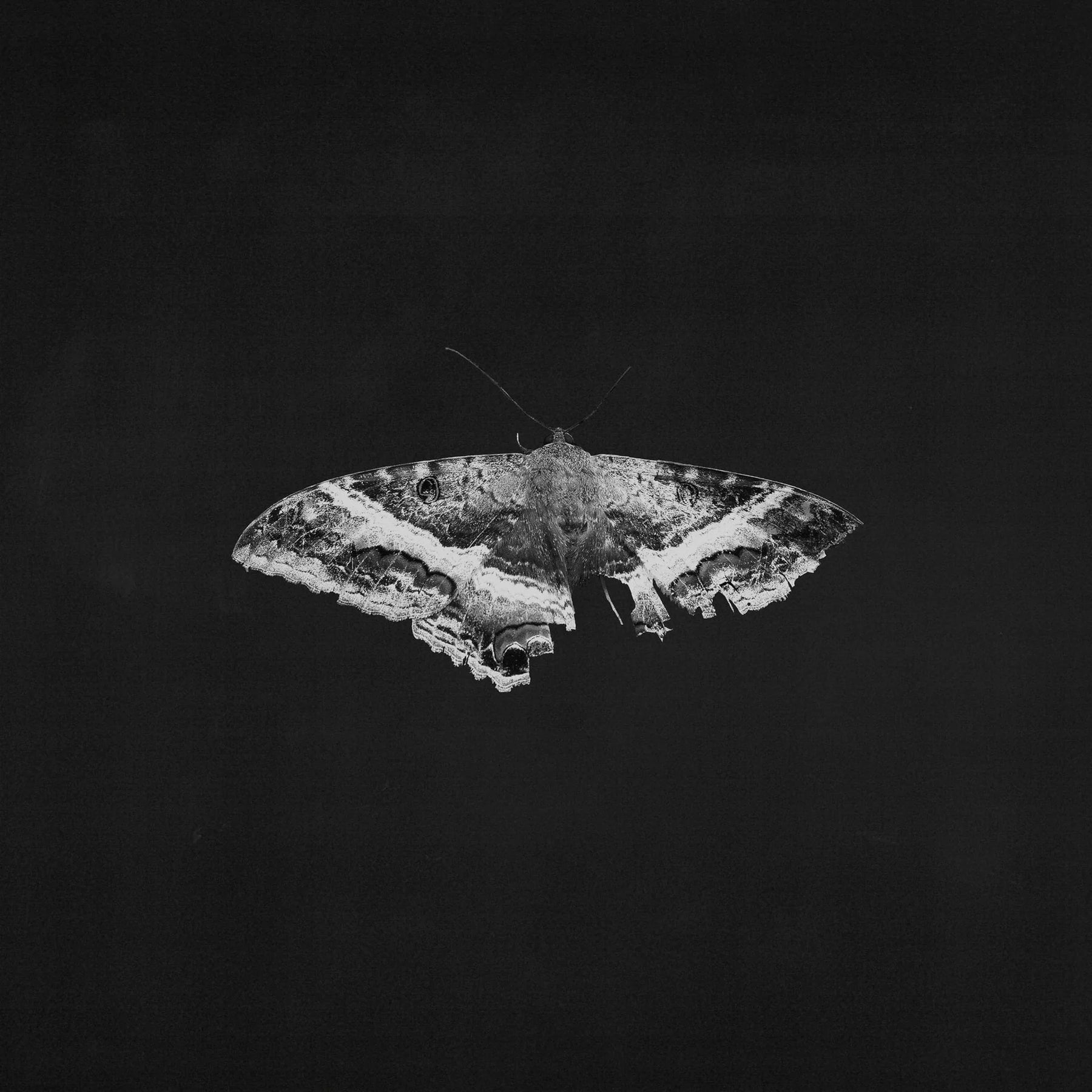 KENDRICK LAMAR - TO PIMP A BUTTERFLY - INDIE EXCLUSIVE 10TH