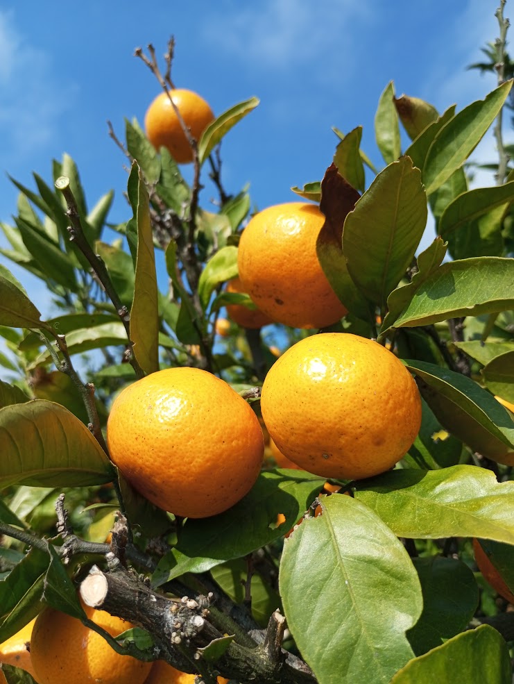 尾道しまなみファーム合同会社 / 瀬戸内旅気分～ 柑橘バラエティー