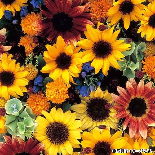 ひまわり・コレクション| 種・苗・ガーデニング用品の【タキイネット通販】