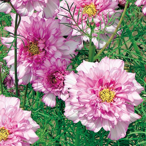 コスモス・ダブルクリック バイカラーピンク| 種・苗・ガーデニング