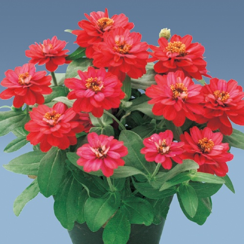 733-FZN747.jpg?202602031613