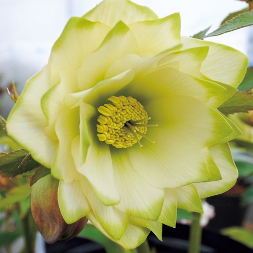 クリスマスローズ・ピエラ(ピエラダブル)| 種・苗・ガーデニング用品の