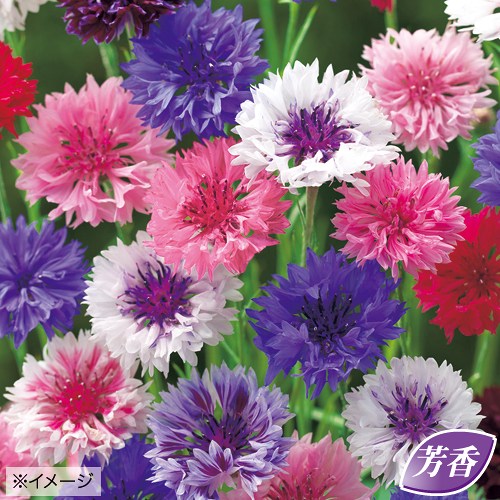 矢車草（セントーレア）・八重咲 混合| 種・苗・ガーデニング用品の