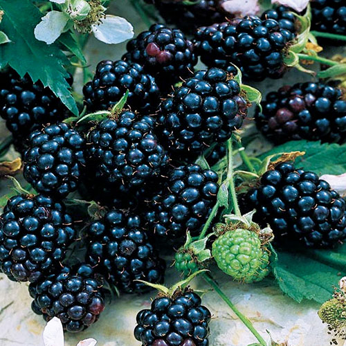 ブラックベリー・ブルノア ジャンボ スィーティー| 種・苗