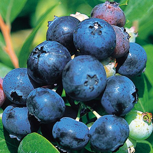 ブルーベリー・シャープブルー【大苗】| 種・苗・ガーデニング用品の